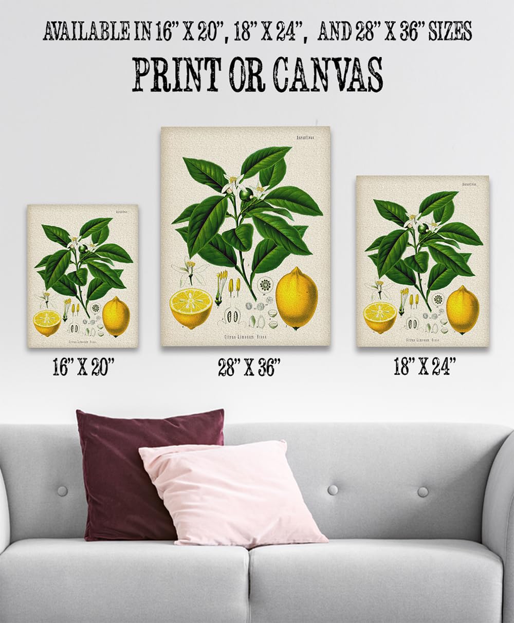 Amazon.com: Lemon Citrus Botanical Illustration - Great Kitchen